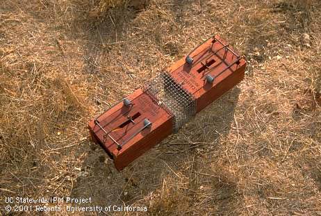 A pair of box-type gopher traps set in the runway of ground squirrels, <i>Otospermophilus</i> sp.