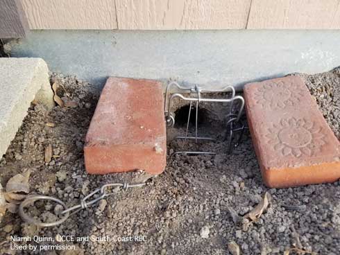 Conibear trap set at the base of a structure to trap California ground squirrels, <i>Otospermophilus</i> sp.