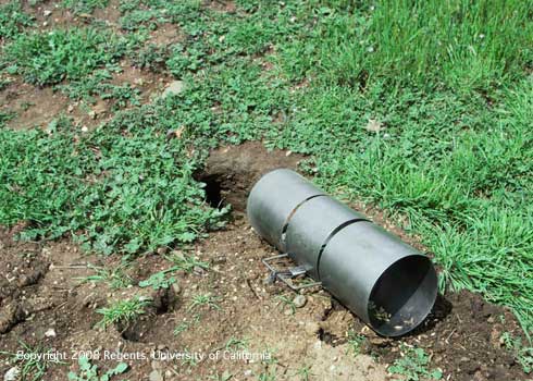 Tunnel trap set in the runway of ground squirrels, <i>Otospermophilus</i> spp.