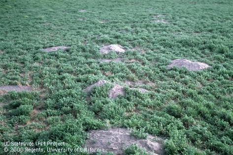 Crop damaged by Belding's ground squirrel.