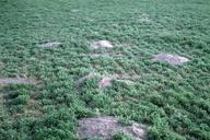 Ground squirrel mounds