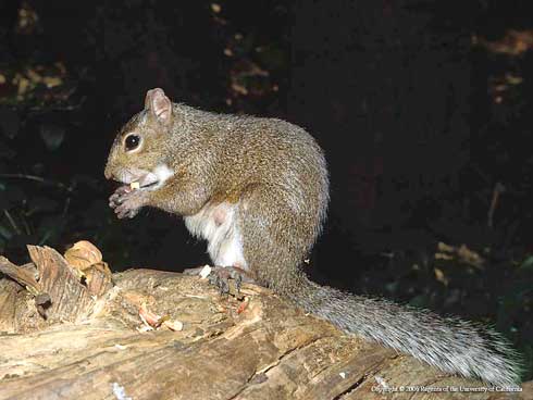 Eastern gray squirrel.