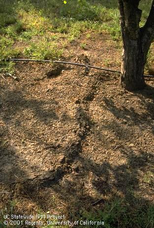 Raised soil ridge above the feeding tunnel of a mole, <I>Scapanus</I> sp.