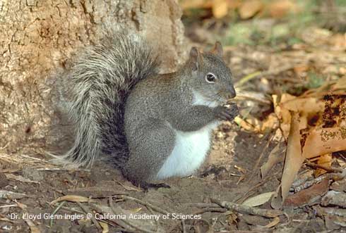 Western gray squirrel.