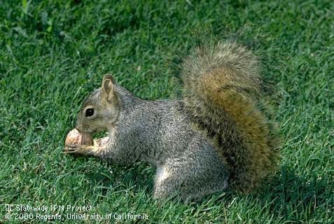 Eastern fox squirrel, <i>Sciurus niger,</i> a type of tree squirrel.