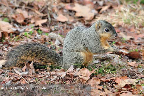 Eastern fox squirrel.