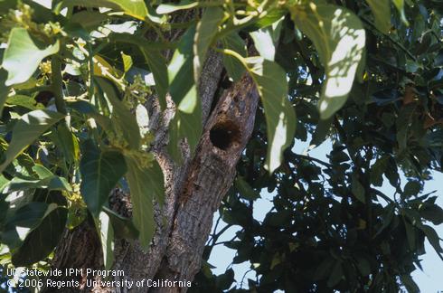 Nesting hole of eastern fox squirrel, <I>Sciurus niger.</I>  .