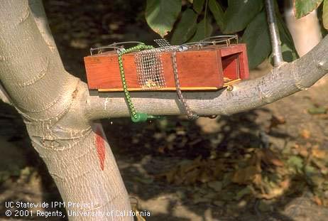 A pair of box-type gopher traps set on tree limb to trap tree squirrels such as the eastern fox squirrel, <I>Sciurus niger.</I> .