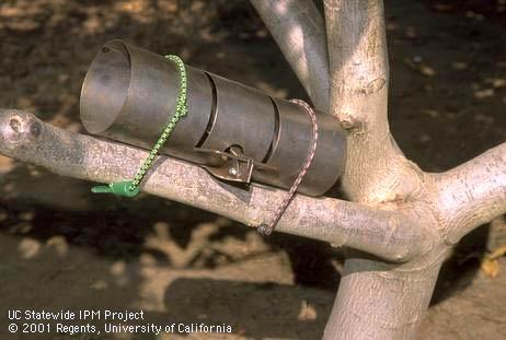 Tunnel trap set to trap tree squirrels such as the eastern fox squirrel, <I>Sciurus niger.</I> .