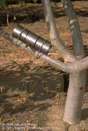 Tunnel trap set to trap tree squirrels such as the eastern fox squirrel, <I>Sciurus niger.</I> .