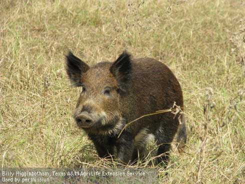 Adult wild pig, <i>Sus scrofa.</i>.