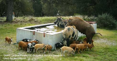 Wild pigs, Sus scrofa, drinking and swimming in a cattle water trough.