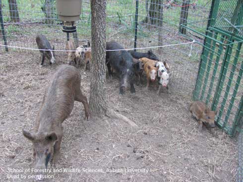 A bait station set inside a corral trap for wild pigs, <i>Sus scrofa.</i>.