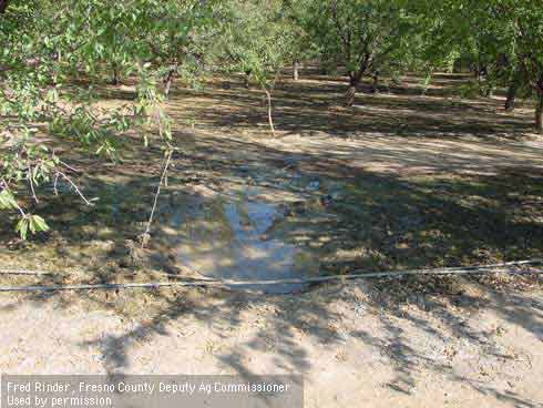 Wild pig rooting damage in an almond orchard.