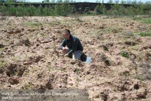 Rooting damage caused by wild pigs, <i>Sus scrofa.</i> Extensive rooting can lead to erosion, loss of forage, and invasion by weedy species.