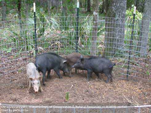 Wild pigs, <i>Sus scrofa,</i> in a corral trap.