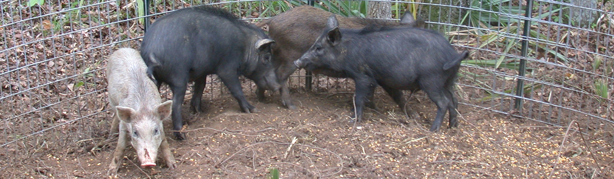 Wild pigs, Sus scrofa, in a corral trap.