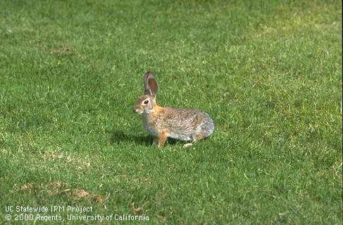 Cottontail rabbit adult.