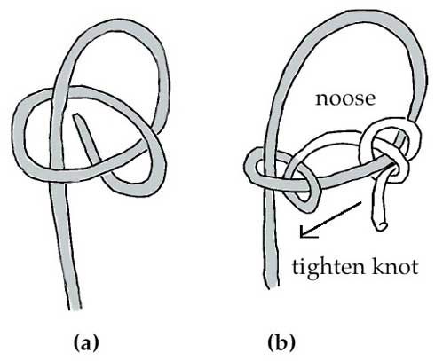 To form a noose, tie two knots. The first knot (a) is shaded. The second knot (unshaded string in b) is pulled firmly against the first knot.