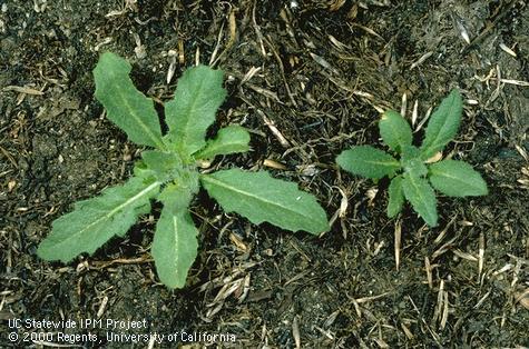 Seedling of tumble mustard, Jim Hill mustard.