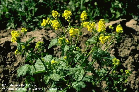 Mature plant of wild mustard, <I>Sinapis arvensis</I><TT>.</TT>.