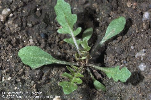 Seedling of London rocket.