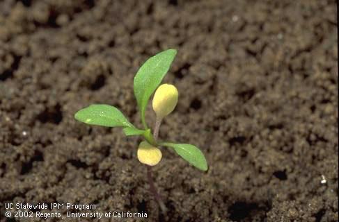 Seedling of London rocket, <I>Sisymbrium irio,</I> at the four-leaf stage. 