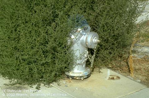 Infestation of Russian thistle, <i>Salsola</i> spp.