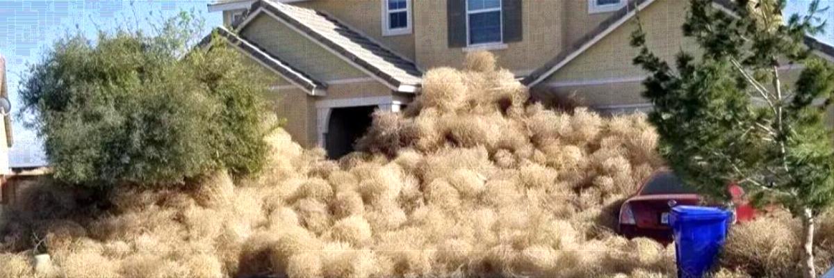 A large pile of pale brown round, dead tumbleweeds in front of a house. Credit: Cassidee Jeann Dunn