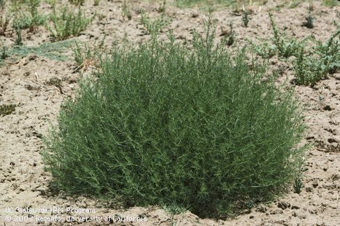 Russian thistle, <i>Salsola</i> spp.