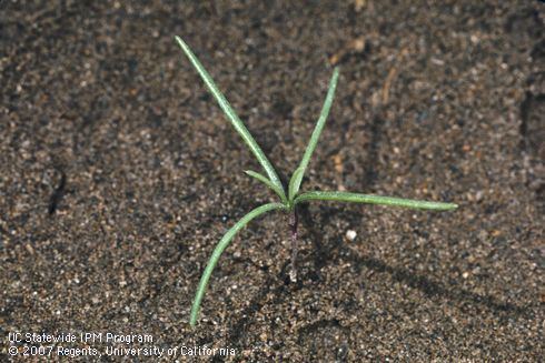 Seedling of Russian thistle, windwitch, tumbleweed, <i>Salsola</i> spp.