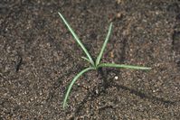 Russian thistle seedlign