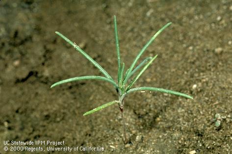 Seedling of Russian thistle, windwitch, tumbleweed, <i>Salsola</i> spp.