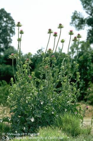 Mature plant of milk thistle, blessed milk thistle.