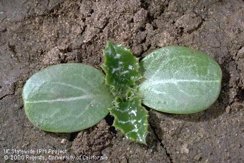 Seedling of milk thistle, blessed milk thistle, <I>Silybum marianum</I><TT>.</TT>.