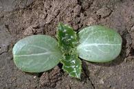 Milkthistle seedling