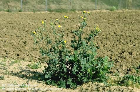 Mature plant of annual sowthistle.