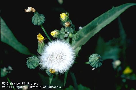 Sowthistle