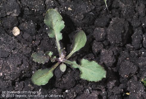 Seedling of annual sowthistle.