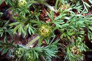 Lawn burweed