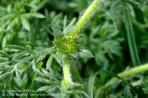 The flower head of spurweed, Soliva sessilis (Compositae), in the leaf axil.    Credit: Jack Kelly Clark