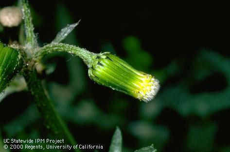 Flower of groundsel, common groundsel.