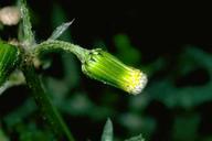 Flower of groundsel, common groundsel.