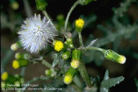 Flower of groundsel, common groundsel.