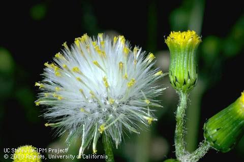 Flower cluster showing black tipped bracts and tubular, yellow disk flowers, with fruit, 1X; . Credit: Jack Kelly Clark