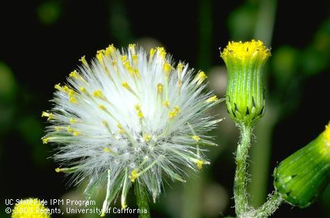 Mature seed head and unopened inflorescences of common groundsel, Senecio vulgaris.