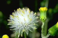 Mature seed head and unopened inflorescences of common groundsel, Senecio vulgaris.