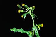 Common groundsel