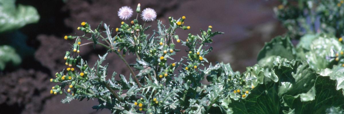 Infestation in lettuce field. Credit: Jack Kelly Clark, UC IPM