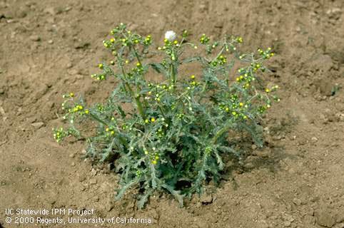 Mature plant of groundsel, common groundsel.